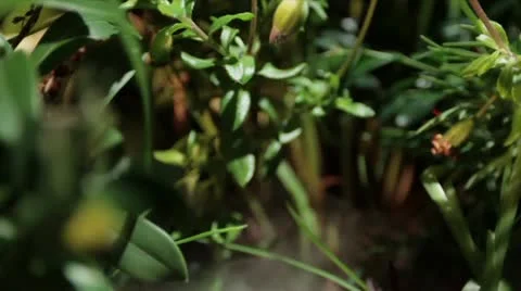 Close up planter box Video stock 11515317