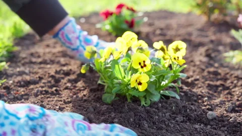 Close-up of planting flowers in a backyard bed in spring. Stock Footage 313790723