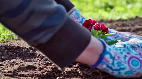 Close-up of planting flowers in a backyard bed. Bed with mulch and flowers. Stock Footage 313790971