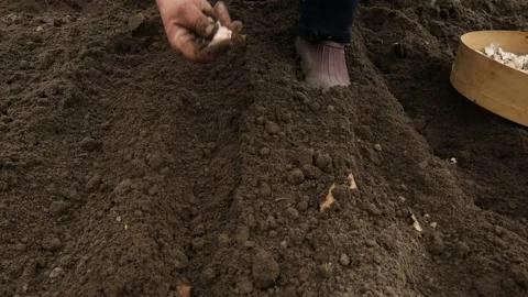 Close up of planting garlic Stock Footage 163998203