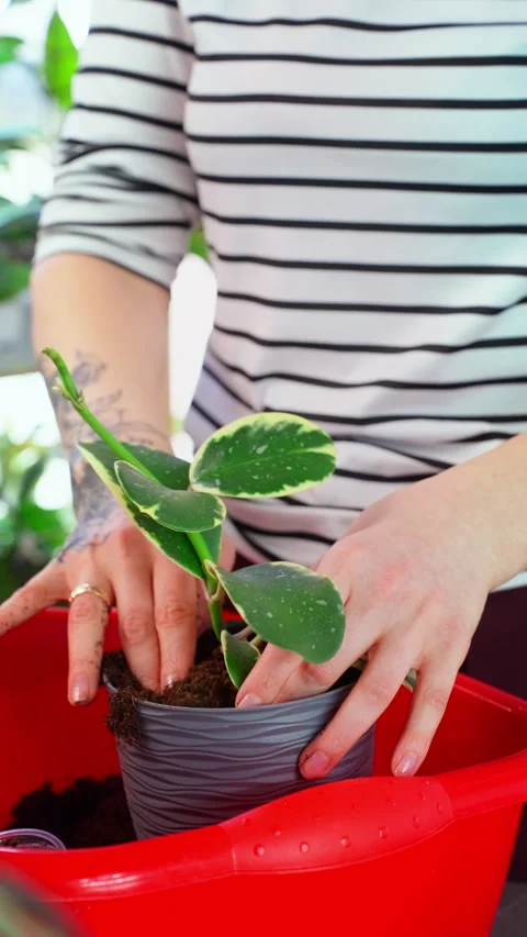 Close up of planting process at home, soil, roots and watering. Concept of .. Stock Footage 333116367