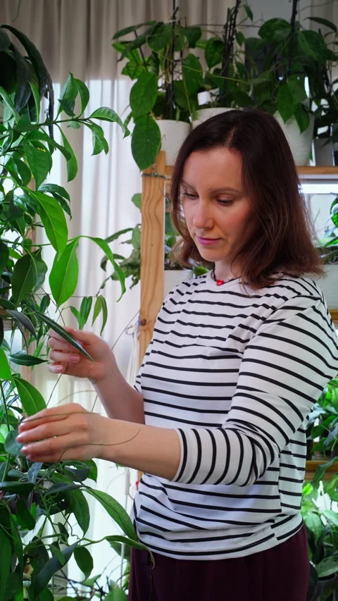 Close up of planting process at home, soil, roots and watering. Concept of .. Stock Footage 333117587