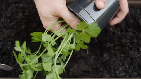 Close-up of planting a sapling into fresh soil in a planter box Stock-Footage 125120793