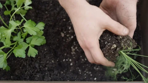 Close-up planting a sapling into fresh soil in a garden planter box Stock-Footage 125121226