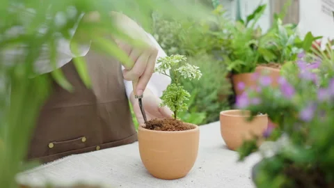 Close up planting a small tree in flowerpot at the backyard, planting tree Stock Footage 170656485
