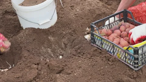 Close-up of a Planting Sprouted Potatoes Video stock 309530707
