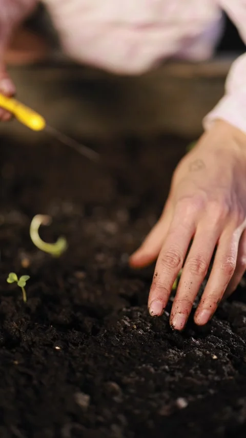 Close-up of planting sprouts in soil 스톡 동영상 274488256