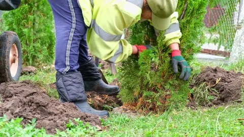 Close-up of planting a young thuja tree in a hole. Workers planting tree Stock Footage 164118499