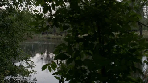 A close up of plants along side the River Bank HD Stock-Footage 95836731