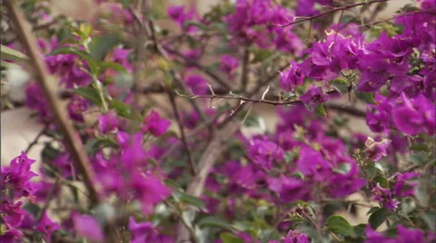Close up of plants and flowers. Stock Footage 46868682