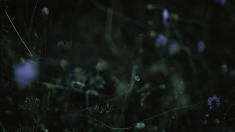 Close up of plants and flowers in the night Stock Footage