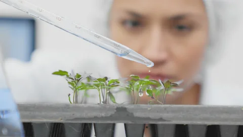 Close up of plants being treated at the laboratory. Stock Footage 147062298