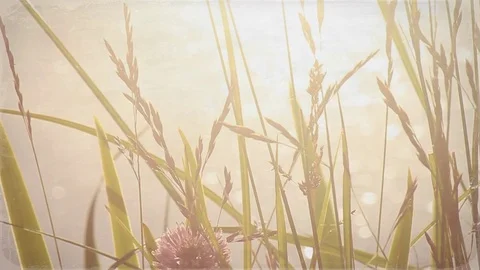 Close up of plants blowing in the wind Stock Footage 99116860