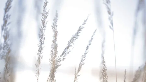 Close-up of plants blowing in the wind Video stock 103142024