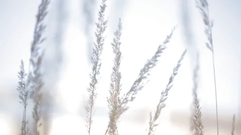 Close-up of plants blowing in the wind Video stock 103142041