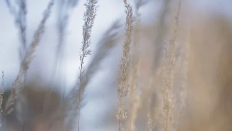 Close-up of plants blowing in the wind Video stock 103142048