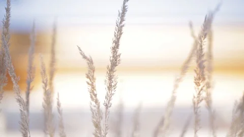 Close-up of plants blowing in the wind Video stock 103142058