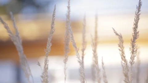 Close-up of plants blowing in the wind Video stock 103142328