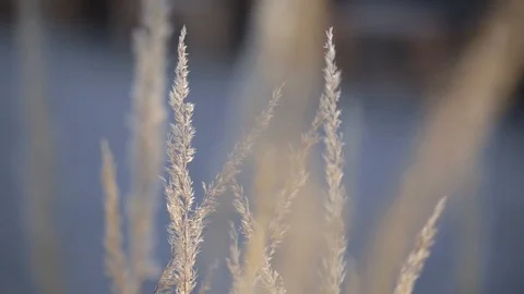 Close-up of plants blowing in the wind Video stock 103142475