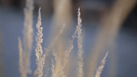 Close-up of plants blowing in the wind Video stock 103142542