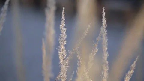 Close-up of plants blowing in the wind Video stock 103142606