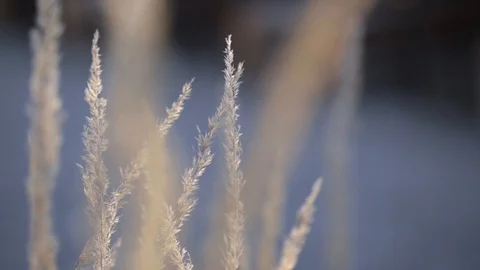 Close-up of plants blowing in the wind Video stock 103142697