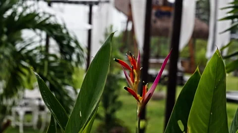 Close up of plants during heavy rainfall in Brazil Stock Footage 266320574