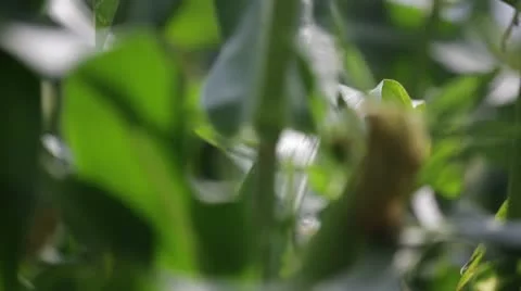 Close up of plants Stock Footage 21788456