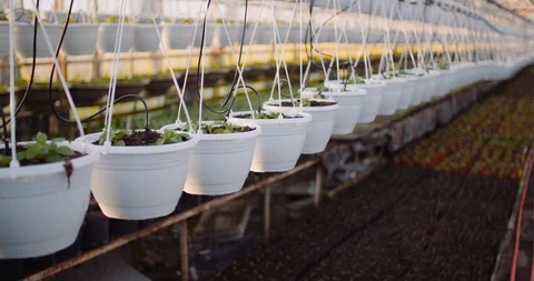 Close-Up Of Plants In Greenhouse Stock Footage 129521040