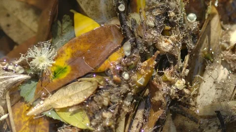 Close up of plants in the ground Stock Footage 125053749
