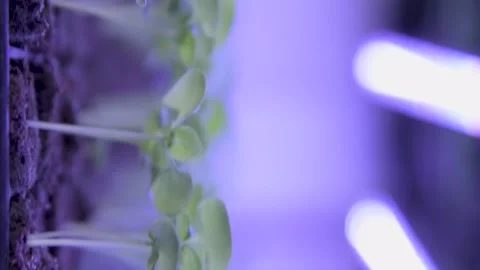 Close up of plants growing in hydroponic and aeroponic indoor farms Stock Footage 247775078