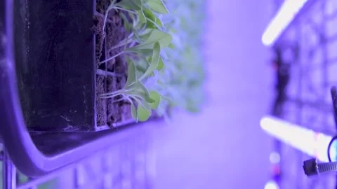 Close up of plants growing in hydroponic and aeroponic indoor farms Stock Footage 247775079