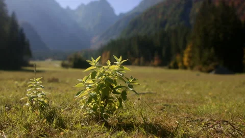 Close-up of plants growing in mountain valley Stock Footage 259055403