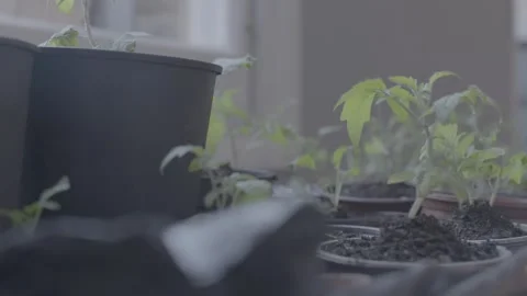 Close up of plants growing in pots Video stock 244706772