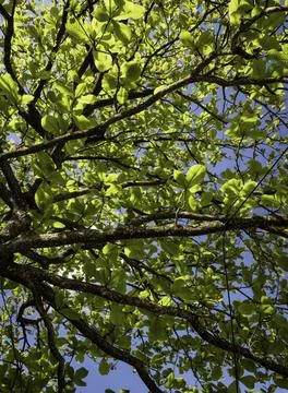 Close up of plants with leafs Stock Photos