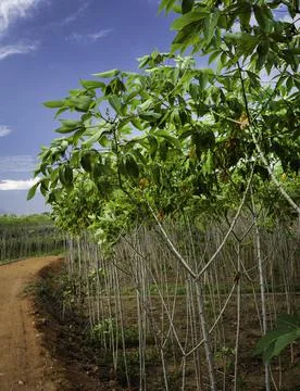 Close up of plants with leafs Stock Photos