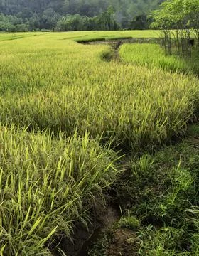 Close up of plants with leafs Stock Photos