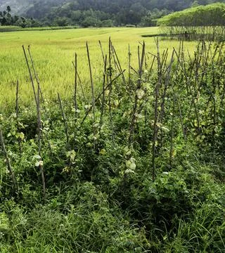 Close up of plants with leafs Stock Photos