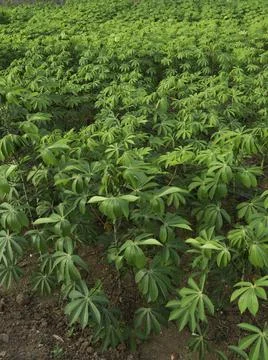 Close up of plants with leafs Stock Photos