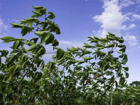 Close up of plants with leafs Stock Photos