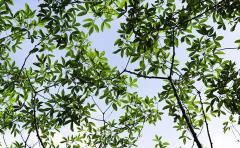 Close up of plants with leafs Stock Photos