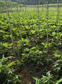 Close up of plants with leafs Stock Photos