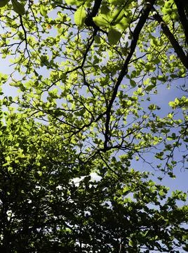 Close up of plants with leafs Stock Photos