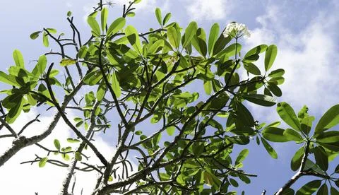 Close up of plants with leafs Photos