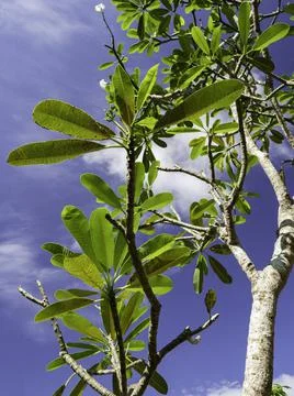 Close up of plants with leafs Stock Photos