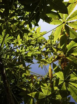 Close up of plants with leafs Stock Photos