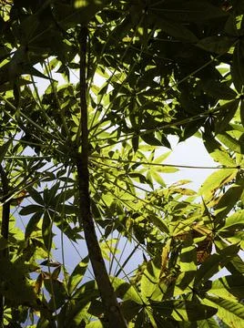 Close up of plants with leafs Stock Photos