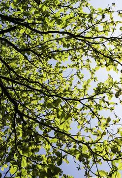 Close up of plants with leafs Photos