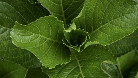 Close up of plants with leafs Stockfoto's