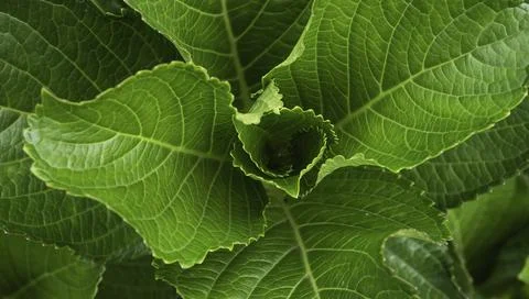 Close up of plants with leafs Stock Photos